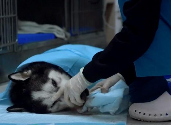 《宠物医院》展现了宠物们的感动与哀伤。图片来自网络
