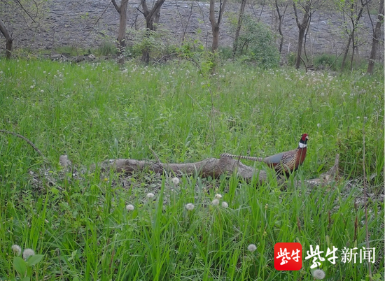 环颈雉(雄性)