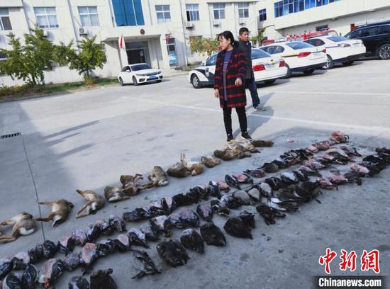 警方从销售窝点查获的候鸟死体。(志愿者供图)