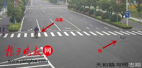 哈士奇将骑车大爷撞骨折后"肇事逃逸" 主人赔3万多