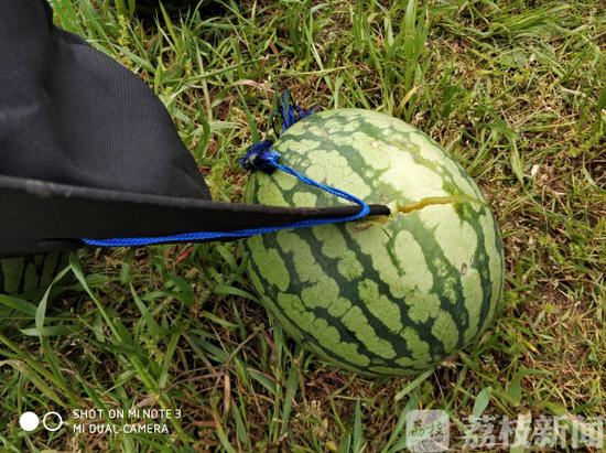 学士帽威力究竟多大？实验证明：能切西瓜！