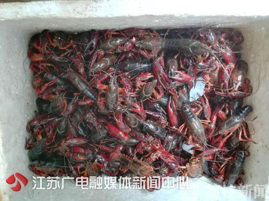 爱吃小龙虾的你 南京小龙虾抽检结果出炉