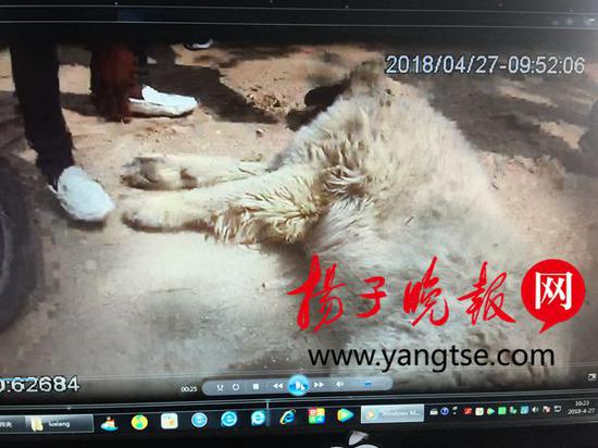 男子为解馋想偷狗吃 结果偷了价值万元名犬被刑拘