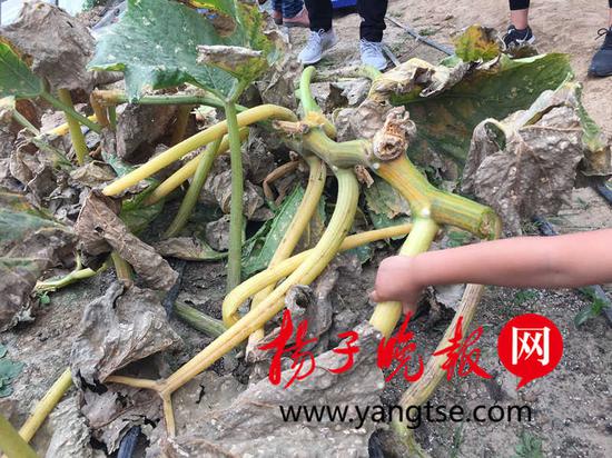 据介绍,这些巨型南瓜都多用于雕刻或展览,市场价格一个在万元左右。