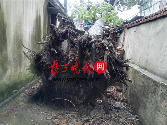 狂风暴雨致直径1米36岁泡桐树被连根拔起（图）