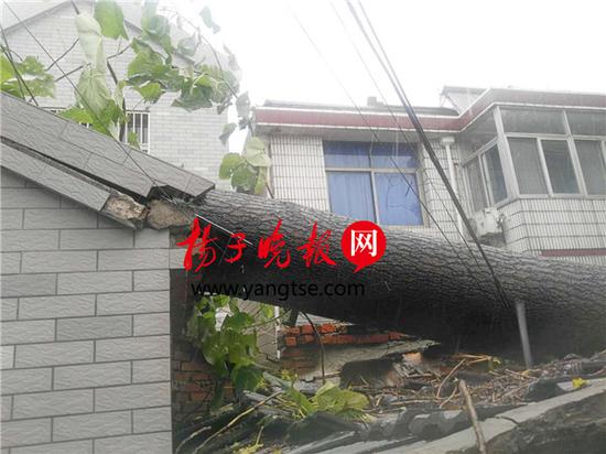狂风暴雨致直径1米36岁泡桐树被连根拔起（图）