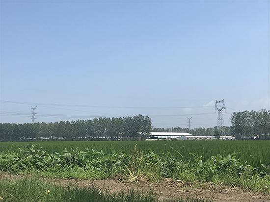 连云港猪瘟养殖场负责人：庆幸一头猪没卖