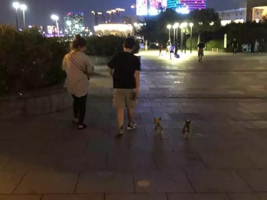 两只小狗一路奔跑着前行 詹程开摄