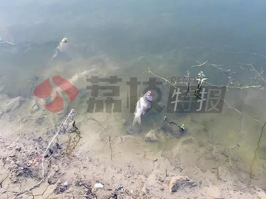 安徽泄洪下游不知情 致江苏泗洪内涝洪泽湖鱼蟹死亡