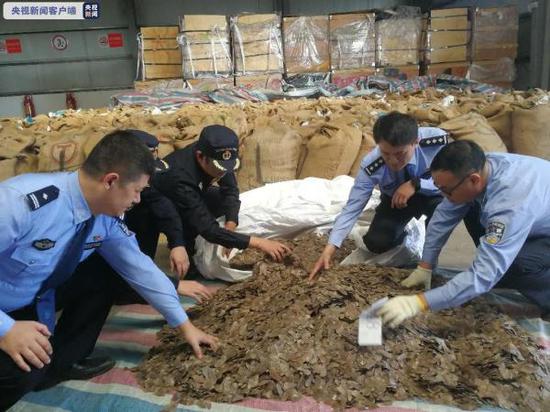 特大走私穿山甲鳞片案告破：逾23吨，约5万只遭杀戮