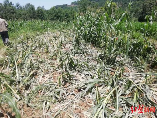 野猪糟蹋庄稼|庄稼频遭野猪糟蹋、巴中村民申请补偿无果 该谁来补偿？
