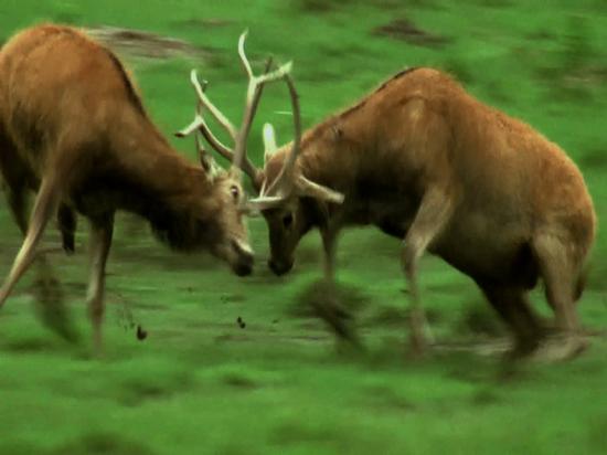 丽春五月盐城城市形象宣传片亮相央视《朝闻天