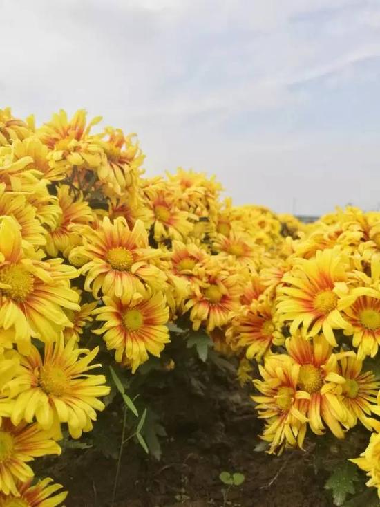 南京又有好玩的地方啦!江宁湖熟的菊花美到极
