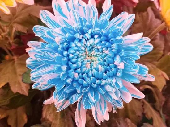 南京又有好玩的地方啦!江宁湖熟的菊花美到极