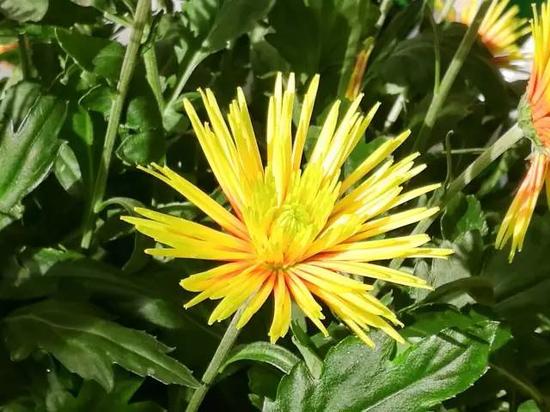 南京又有好玩的地方啦!江宁湖熟的菊花美到极