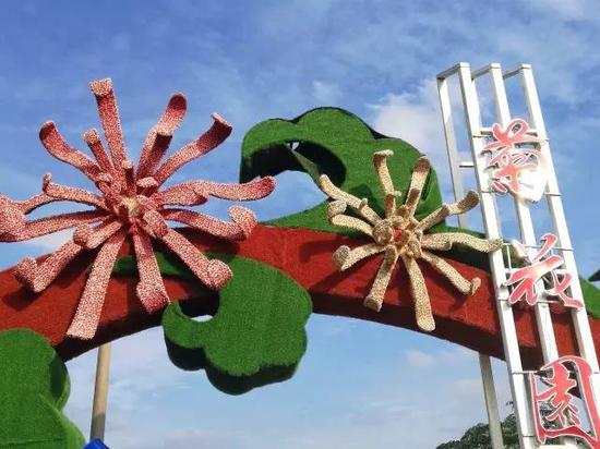 南京又有好玩的地方啦!江宁湖熟的菊花美到极