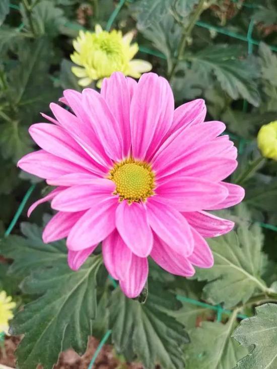 南京又有好玩的地方啦!江宁湖熟的菊花美到极