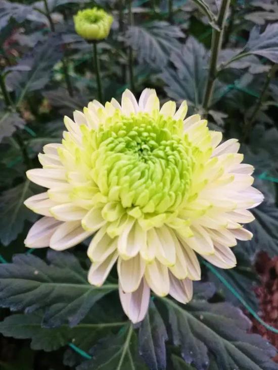 南京又有好玩的地方啦!江宁湖熟的菊花美到极