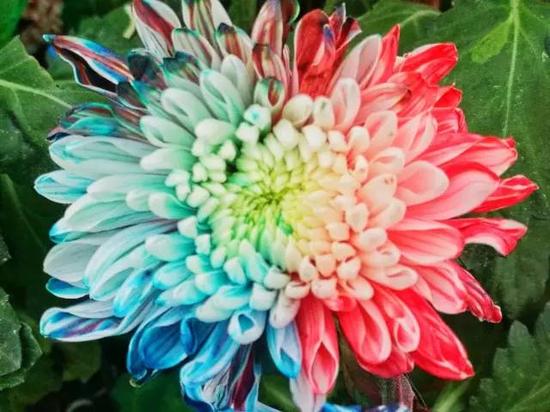 南京又有好玩的地方啦!江宁湖熟的菊花美到极