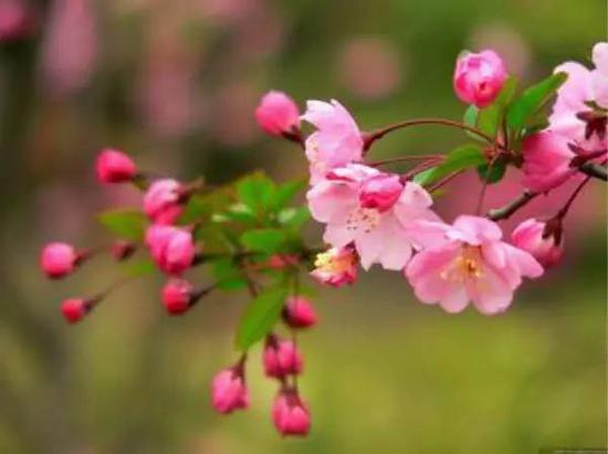 偷偷告诉你南京各大高校最美的校花都在哪里