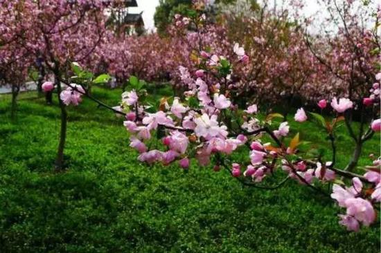 偷偷告诉你南京各大高校最美的校花都在哪里