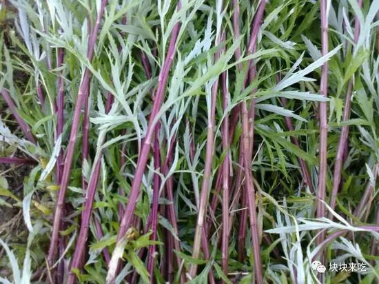 站在鄙视链顶端的南京小吃,今天你为谁站街?