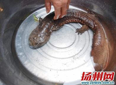它的叫声很像幼儿哭声,因此人们又叫它"娃娃鱼",是国家二类保护水生