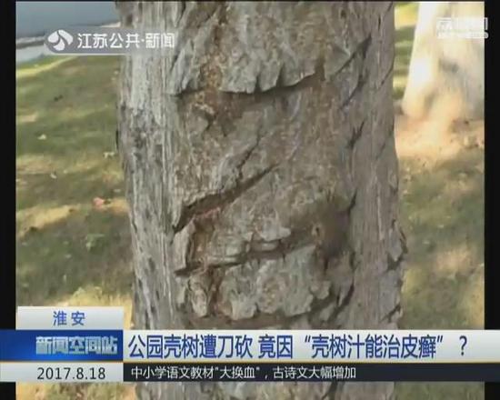 市民听信壳树汁能治皮癣土偏方 公园壳树遭了