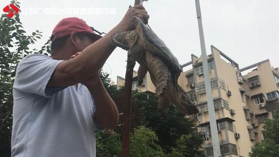 南京小贩快车道上卖野生龟 进价一百卖一千