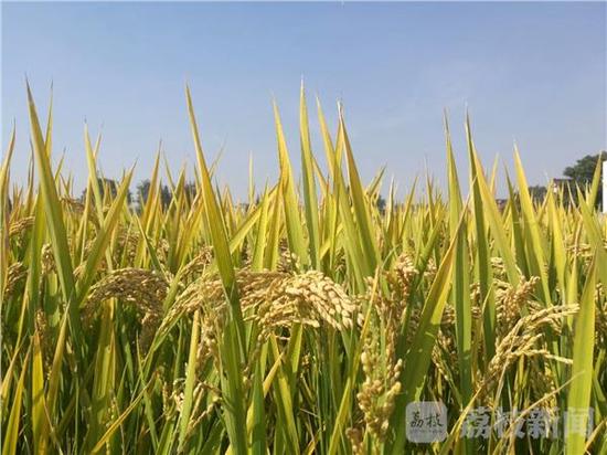 江苏秋粮收购工作有序推进 农民卖粮进入指尖