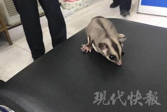 南京一小区现寒号鸟 差点被当成老鼠打死