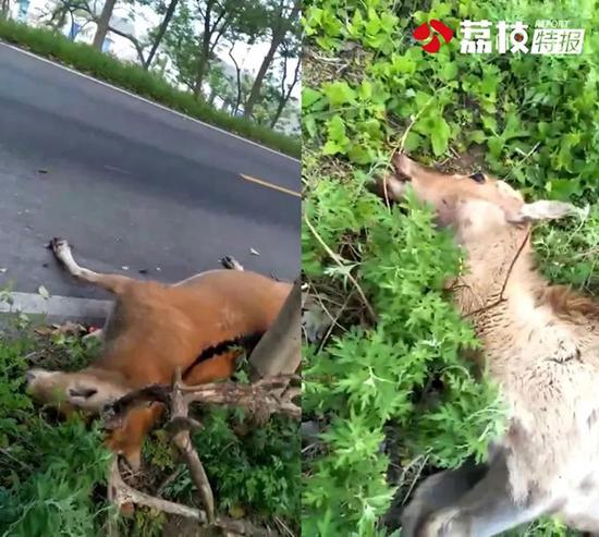 保护区:不可能有人卖麋鹿肉,农家乐:150元一盘