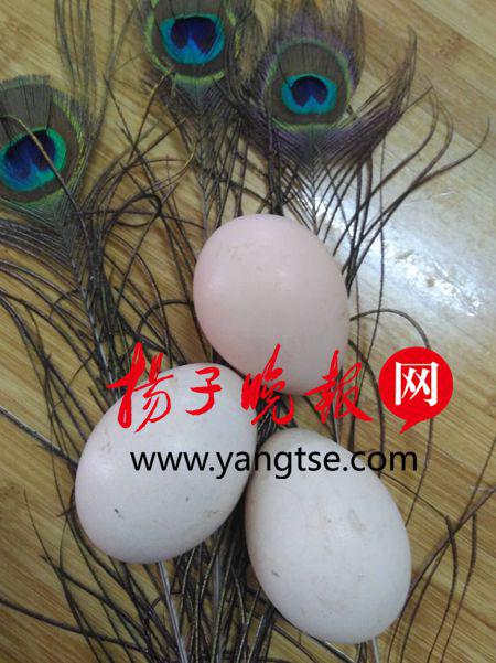 500枚孔雀蛋只有一枚成功 镇江"孔雀老人"郁闷了