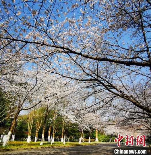 南京林业大学樱花。 李政 摄