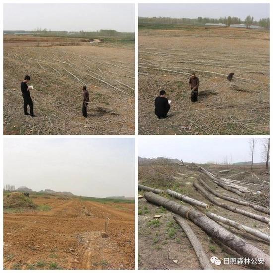 村支书毁林被捕 带人强行砍伐7000多棵杨树