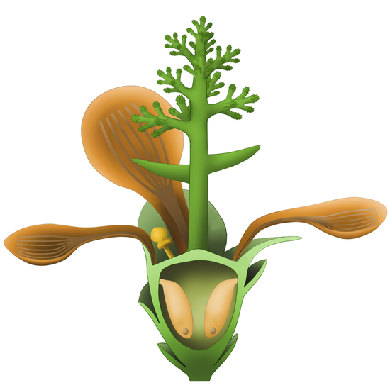 “最古老的花”在南京被发现，芳龄1.74亿岁