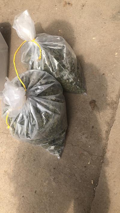 抓捕:现场有大量大麻叶 摆满各种设备