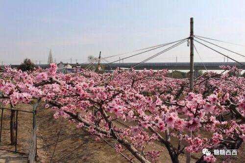 植福禅寺,桃花始盛开(图/@五月爱summer )
