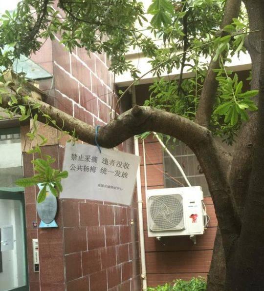 “南国名城”小区里的杨梅树。 小区物业 供图