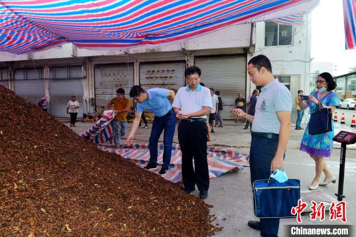 图为广西市场监管局工作人员检查经营户待销八角质量情况。广西市场监管局供图