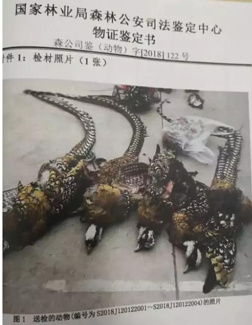 炖二级保护动物还发小视频 吃湟鱼者被处以行政处罚