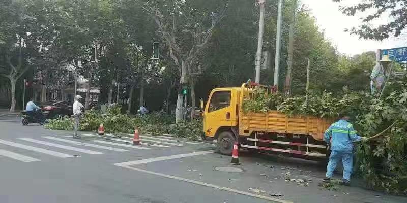 浦东交警支队带领养护工人修剪易倒伏和过长的树枝。