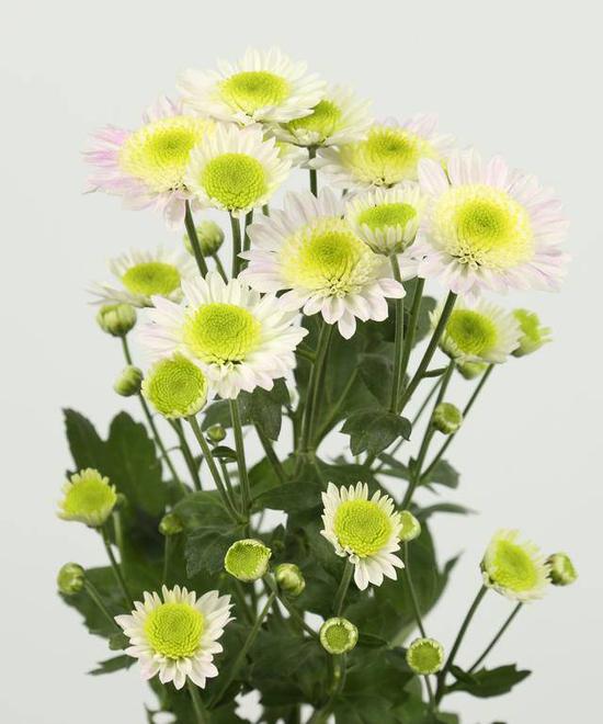 你见过吗？拿了国际金奖的南农菊花长这样！