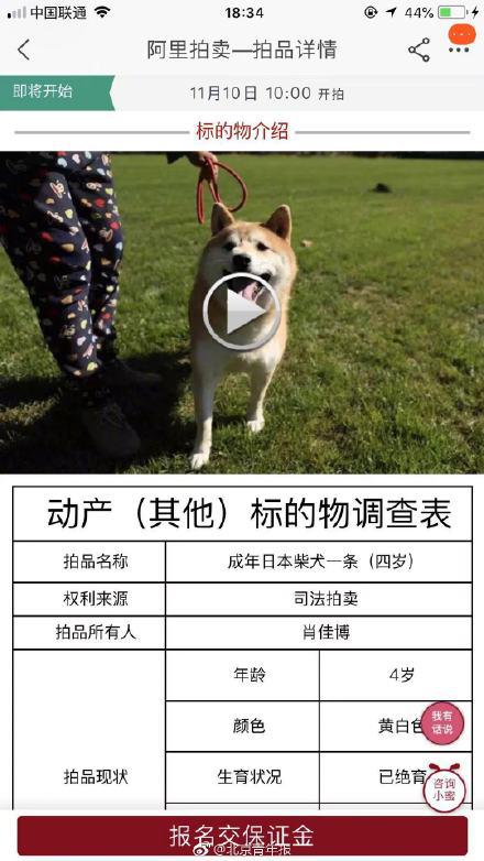 柴犬被遗弃宠物学校长达两年将被拍卖 “性格很好很亲人”