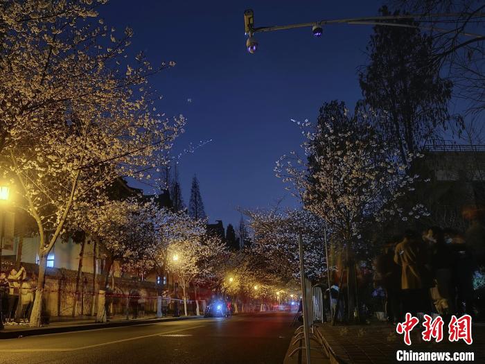 南京鸡鸣寺路夜樱。 刘乐凯 摄
