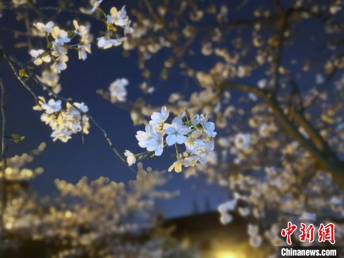 南京鸡鸣寺路夜樱。 刘乐凯 摄