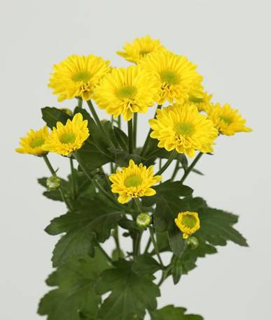 你见过吗？拿了国际金奖的南农菊花长这样！