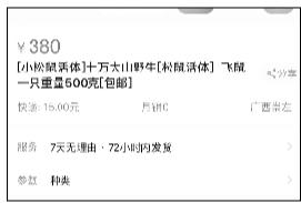 宠物飞鼠受网友追捧 有人非法捕猎网上售卖