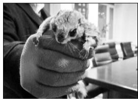 宠物飞鼠受网友追捧 有人非法捕猎网上售卖