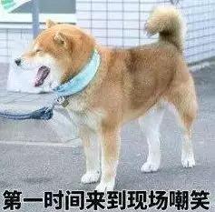 网友:还不谢过狗子救命之恩